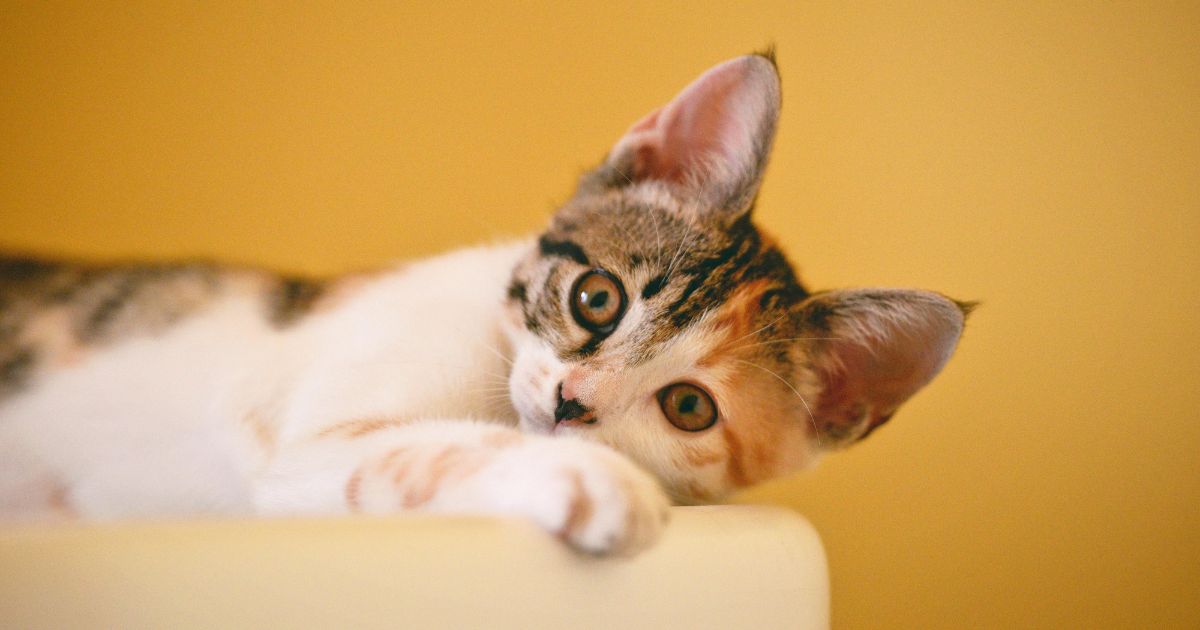 Gato doméstico representando a comparação entre idade felina e anos humanos
